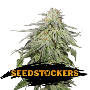 Cookies and Cream Auto Seedstockers
