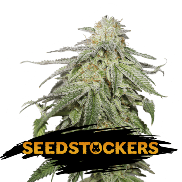 Cookies and Cream Auto Seedstockers