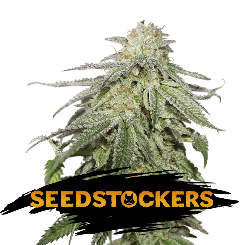 Cookies and Cream Auto Seedstockers