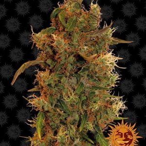 8 Ball Kush Barney's Farm