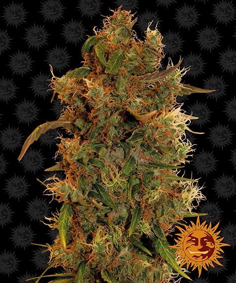 8 Ball Kush Barney's Farm