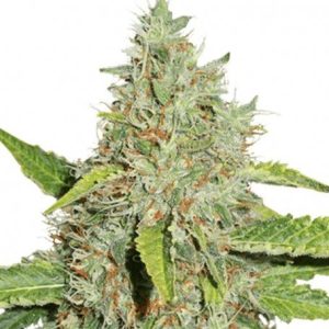 Northern Lights Seedstockers