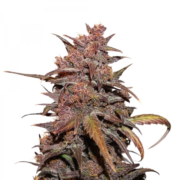 Auto CBD Blackberry Kush Dutch Paasion