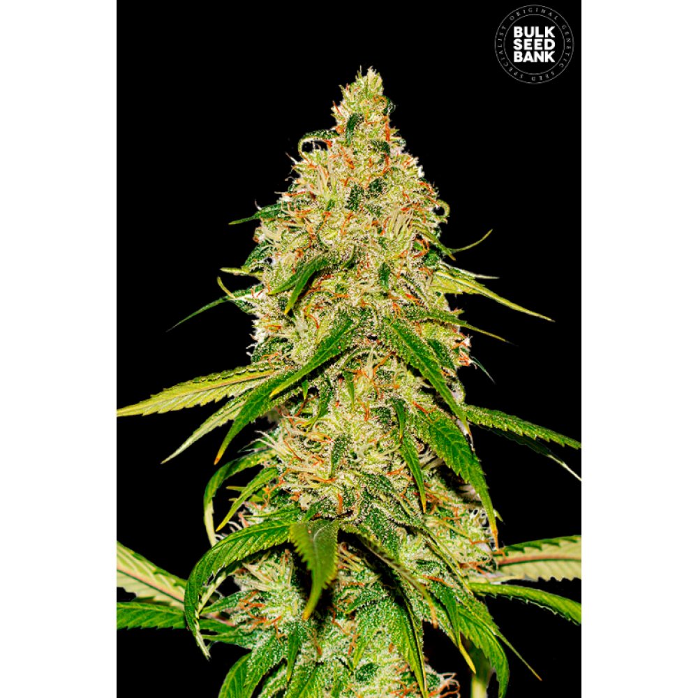 Auto CBD White Widow Bulk