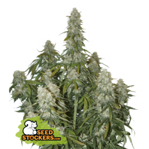 Big Bud Auto Seedstockers