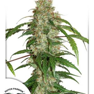 Auto CBD White Widow Dutch Passion