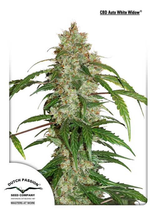 Auto CBD White Widow Dutch Passion