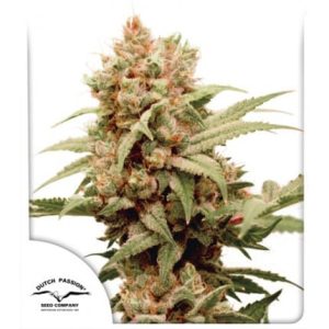 CBG Force Dutch Passion