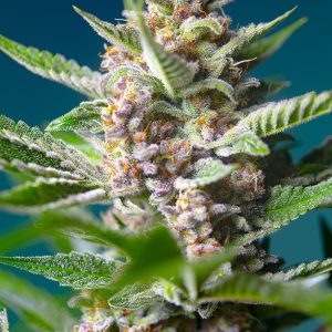 Purple Punch OG Sweet Seeds