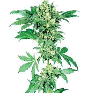 Afghani