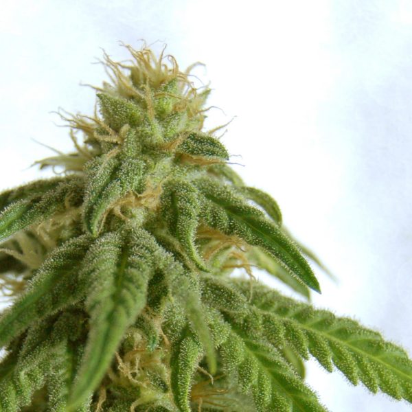 Bujni, smolnati vršički sorte Afrodite z živahnimi barvami in močno aromo, značilno za križanje Jack Herer × Black Domina.