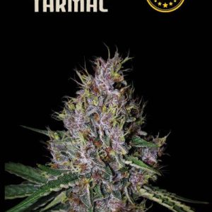 Amaretto Tarmac Auto Seedstockers