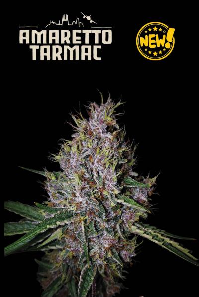 Amaretto Tarmac Auto Seedstockers
