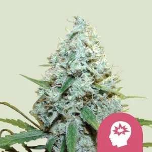 AMG - Amnesia Mac Ganja Royal Queen Seeds