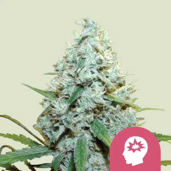 AMG - Amnesia Mac Ganja Royal Queen Seeds