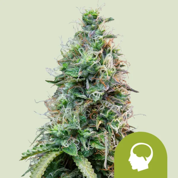 Amnesia Haze Auto Royal Queen Seeds