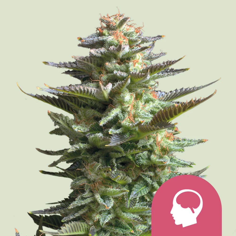 Amnesia Haze Royal Queen Seeds