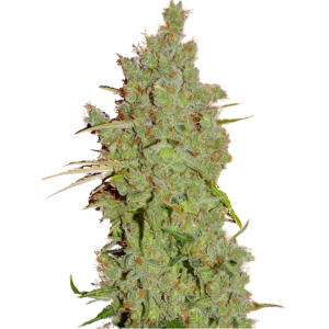 Amnesia Seedstockers