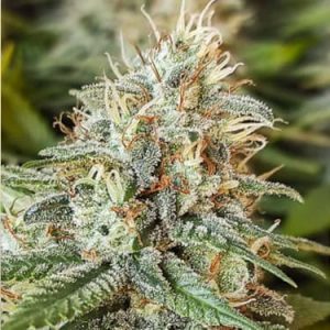 Amsterdam Amnesia Dutch Passion