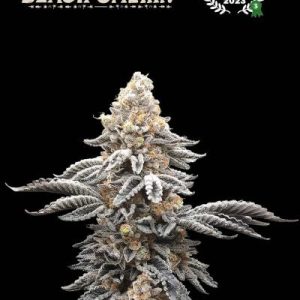 Apollo Black Cherry Seedstockers