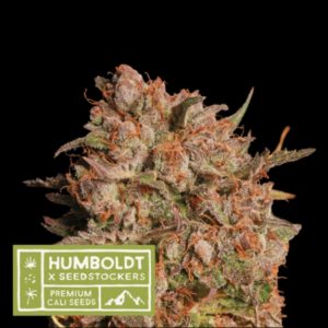 Apollo Black Cherry Auto Seedstockers