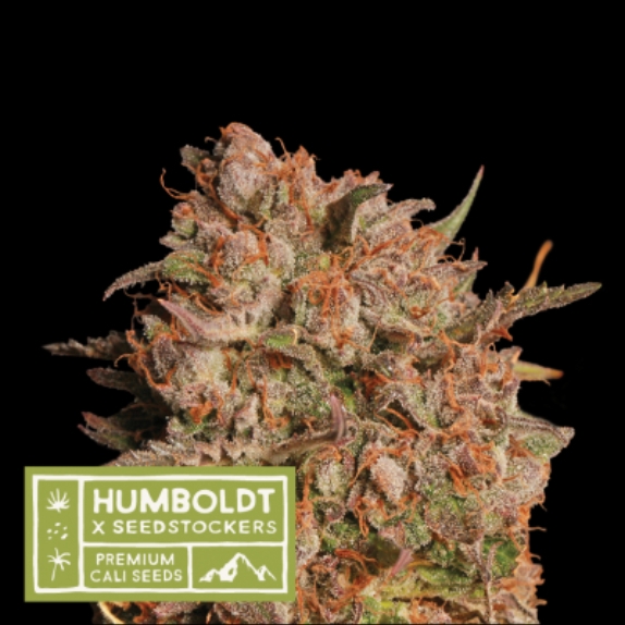 Apollo Black Cherry Auto Seedstockers