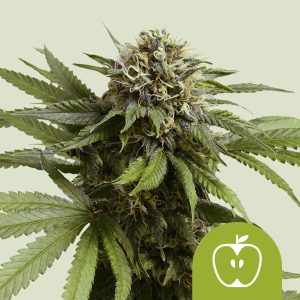 Apple Fritter Auto kompaktna autoflower rastlina z gostimi jabolčno-sladkimi cvetovi, intenzivnim THC udarcem in hitrim cvetenjem.