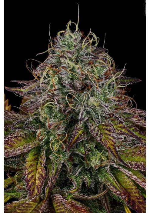 Apricot Candy Paradise Seeds