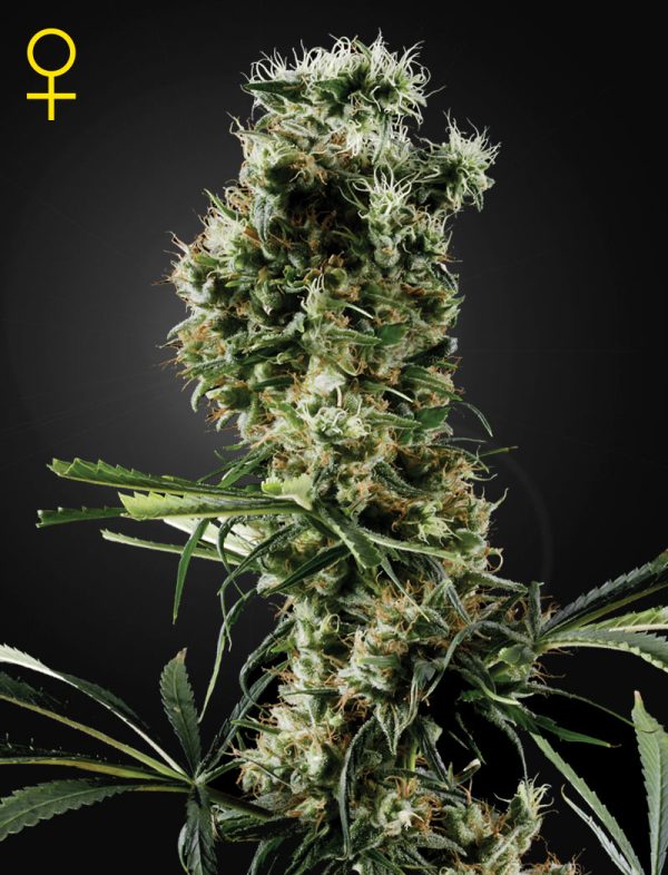 Mango's Haze Green House