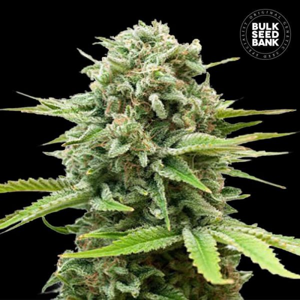 Auto Guerilla Glue Bulk