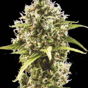 Rastlina Bulk Auto Amnesia Haze z visoko rastjo 80–150 cm, dolgimi stranskimi vejami, gostimi brsti, aromo limone in eksotičnega lesa, primerna za indoor in outdoor gojenje.