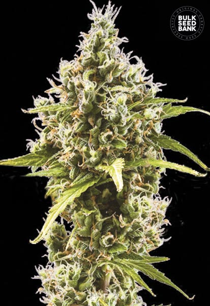 Auto Amnesia Haze Bulk