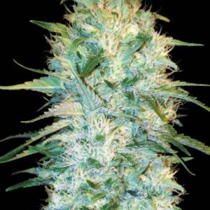 Auto Amensia Platinum Bulk