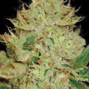 Rastlina Bulk Auto Bigger Bud s srednje visoko, kompaktno rastjo, gostimi smolnatimi brsti in sladko-fručnim aromatičnim profilom, primerna za indoor in outdoor gojenje.