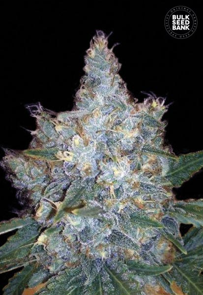 Auto Blueberry Berry Bulk