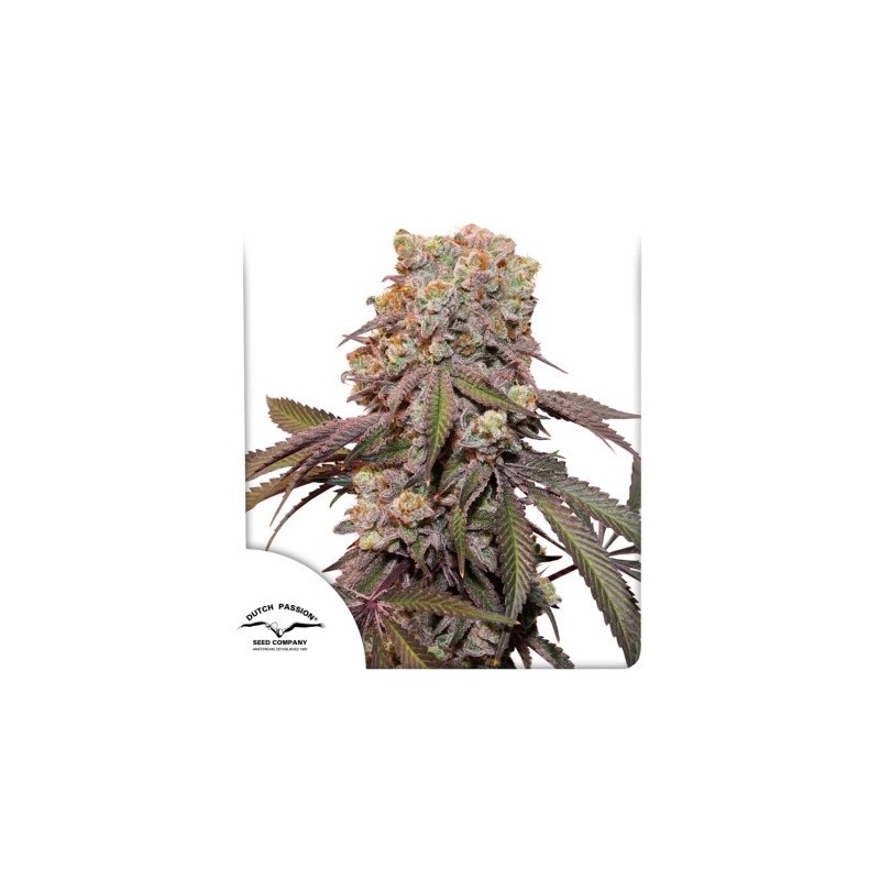 Auto Candy Bubatz XL Dutch Passion