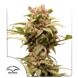 Auto CBG Force Dutch Passion