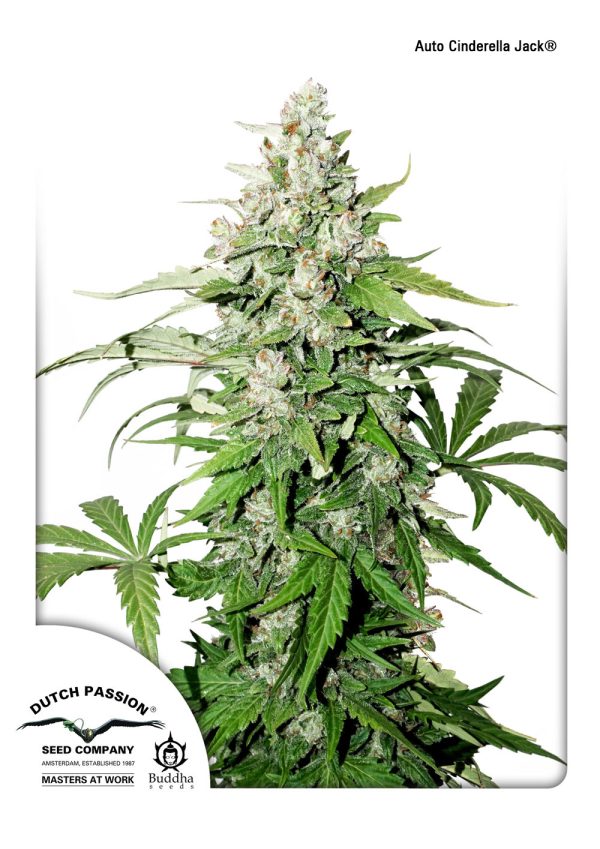 Auto Cinderella Jack, THC-rich autoflower (do 26%), kompaktna Sativa/Indica hibrid rastlina, borova in sadna aroma, močan dolgoročen učinek, indoor pridelki 400–500 g/m², outdoor pridelki 100–150 g/rastlino.