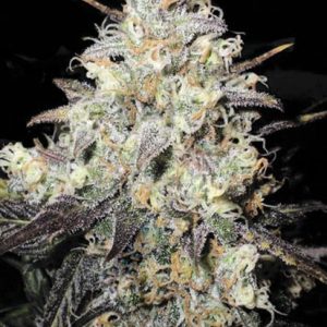Auto Cocopoco Bulk