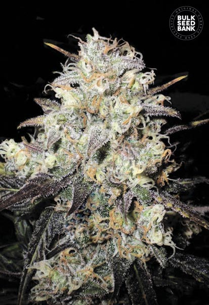 Auto Cocopopo Bulk