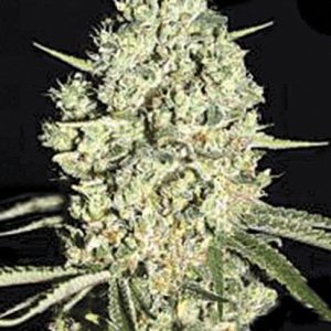 Auto Critical Bulk