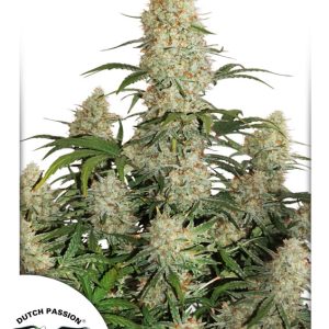 Auto Critical Orange Punch Dutch Passion