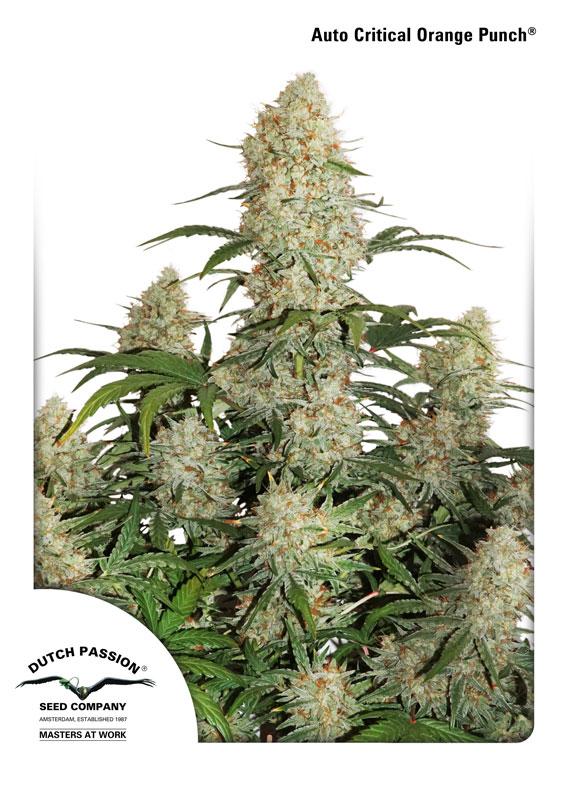 Auto Critical Orange Punch Dutch Passion