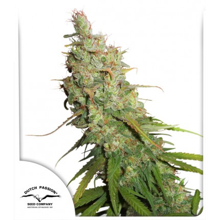 Auto Desfran Dutch Passion