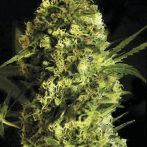 Rastlina Bulk Auto Devil’s Kiss z dolgimi stranskimi vejami, gostimi smolnatimi brsti, aromo citrusov in tropskega sadja, visoka do 160 cm, idealna za indoor in outdoor gojenje.