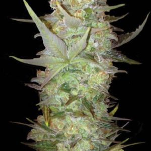 Auto Dubai Poison Bulk