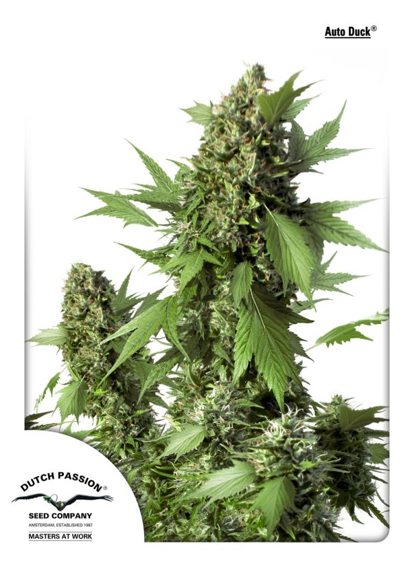Auto Duck autoflower, kompaktna rastlina s kamuflažnim listjem, srednje močan uravnotežen učinek, indoor pridelki 400–450 g/m², višina 50–100 cm.