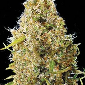 "Auto Kali’s Mistery – visoka sativa z začimbno aromo, smolnatimi foxtail cvetovi in vitko strukturo."