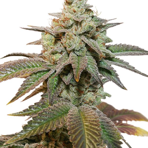 Auto Kerosene Krash autoflower rastlina z okroglimi, kompaktni brsti in tipično Dutch Passion strukturo, pripravljena za indoor in outdoor gojenje.