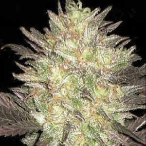 "Auto Lavender Best – smolnata indica s sivkino aromo, gosti orančno-jantarni cvetovi in močno sproščujočim učinkom."